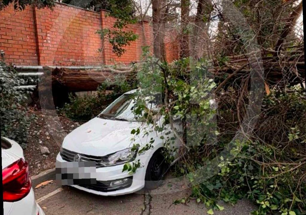 Крупный кипарис упал на автомобиль в Сочи