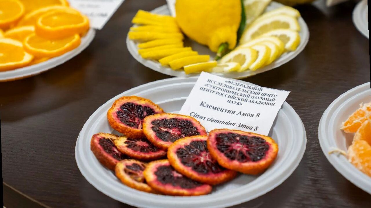 В Сочи учёные представили новые сорта и гибриды цитрусовых культур